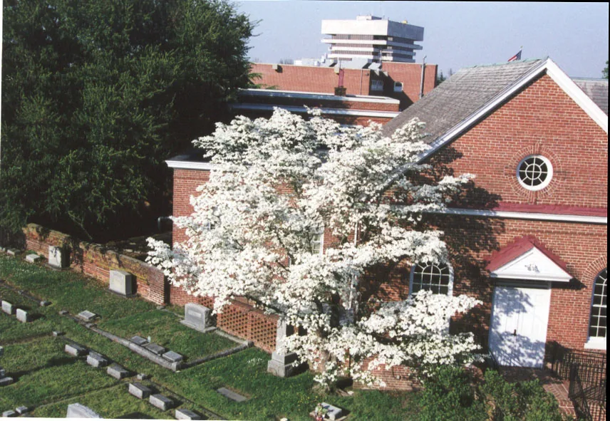 St. John's Church with a dogwood in bloom